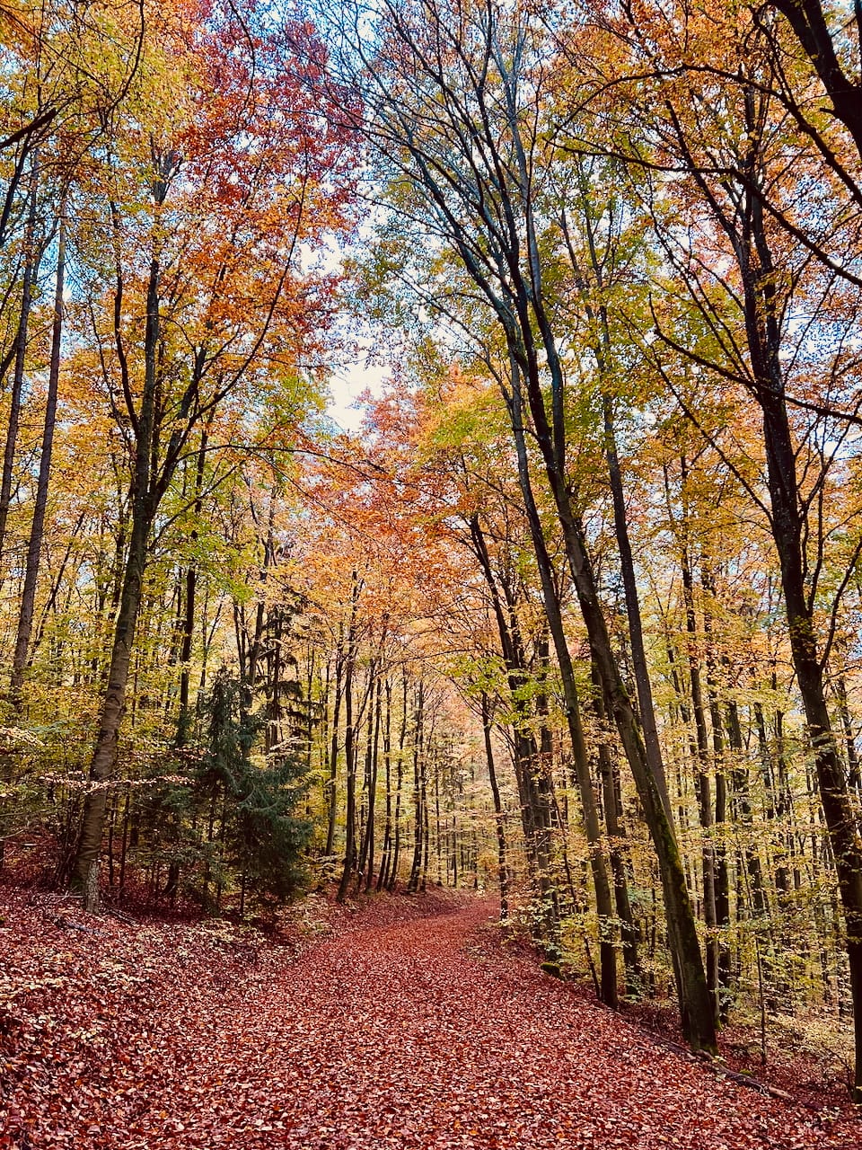 Ein Waldspaziergang im Herbst, warum sollte ich das tun?